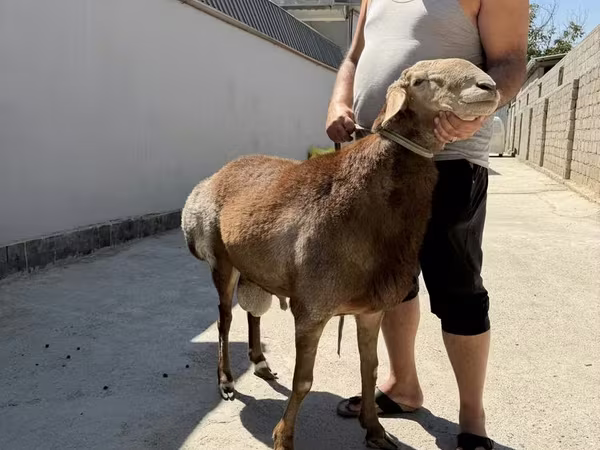 Қошқар, Arashan sheep