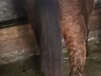 Horse (M), Horses — photo 3