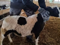 Қошқар, Baerchuke sheep — 3-сурет