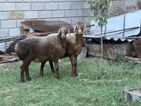 Schaf, Arashan sheep — Foto 1
