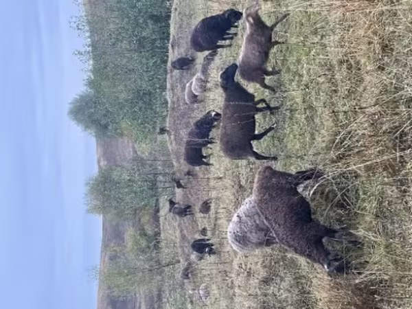 भेड़, भेड़ — रूस