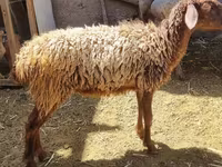 Sheep, Sheep — photo 2