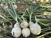 Лук — Foto 2