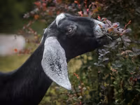 बकरी, Nubian Goat — फ़ोटो 8