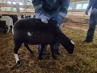 Қошқар, Baerchuke sheep — 2-сурет
