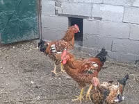 Chickens — Foto 3