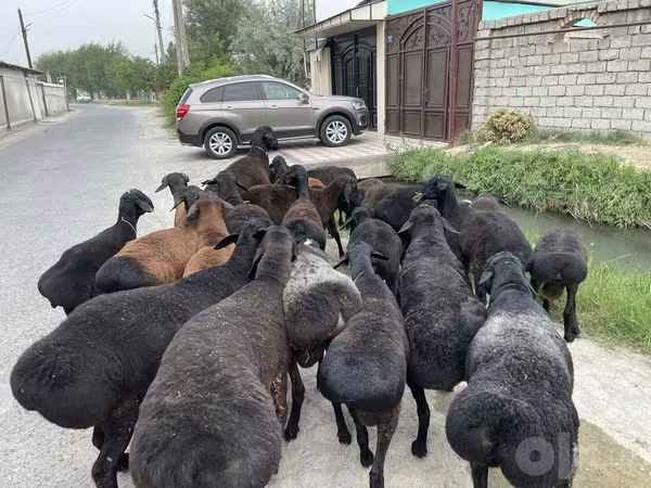 Carnero, Ovejas