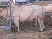 Toro, Charolais cattle — foto 1