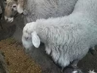 Қошқар, Romanov sheep — 1-сурет