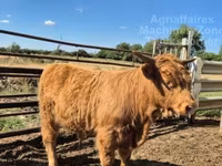 Toro, Highland — foto 4