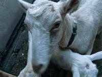 बकरी, Saanen goat — फ़ोटो 3