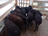 Sheep, Tajik sheep — photo 1