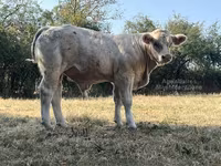 Toro, Raza de vaca — foto 5