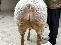 Қой, Awassi sheep — 6-сурет