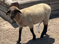 Қошқар, Hampshire sheep — 2-сурет