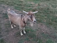 Goat, Goats — photo 2