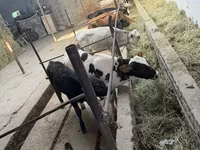 Bull, Russian Black pied cattle — photo 3