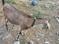 Goat, Nubian Goat — photo 2