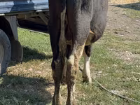 Bull, Cattle — photo 5