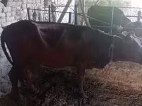 Cow, Cattle — photo 2