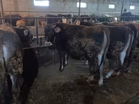 Сиыр, Swiss cattle — 1-сурет
