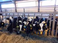 Bulle, Holstein-Rasse — Foto 3