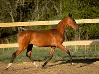 Hengst, Akhal-Teke — Foto 2