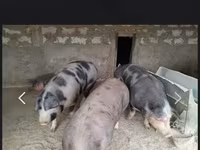 नर सूअर, सूअर — फ़ोटो 1