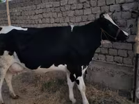 Cow, Holstein breed — photo 6