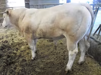 Бұқа, Blonde d’Aquitane cattle — 4-сурет