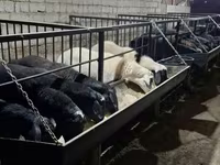 Ram, Sheep — photo 1