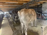 Сиыр, Swiss cattle — 6-сурет