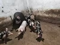 Boar, Pigs — photo 5
