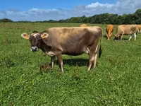 गाय, जर्सी नस्ल — फ़ोटो 3