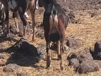 Ziegenbock, Ziegen — Foto 2