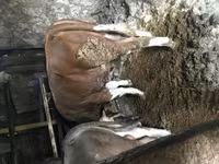 Bulle, Simmental cattle — Foto 2