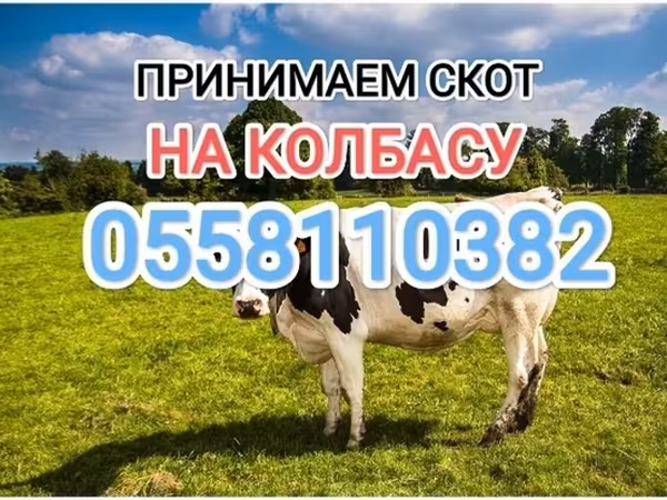 Бұқа, Голштин тұқымы — Қырғызстан