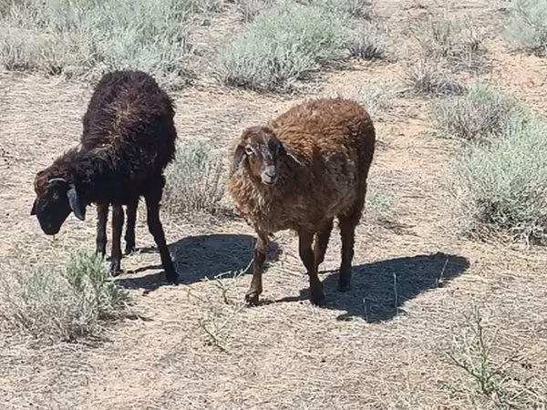 Қошқар, Edilbay sheep
