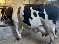Cow, Holstein breed — photo 3
