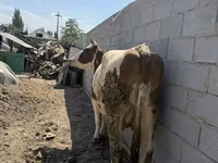 Сиыр, Swiss cattle — 5-сурет