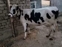 Cow, Holstein breed — photo 1