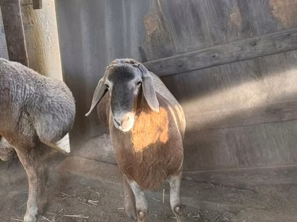 Қошқар, Arashan sheep — Қырғызстан