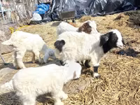 公山羊, Saanen goat — 照片 2