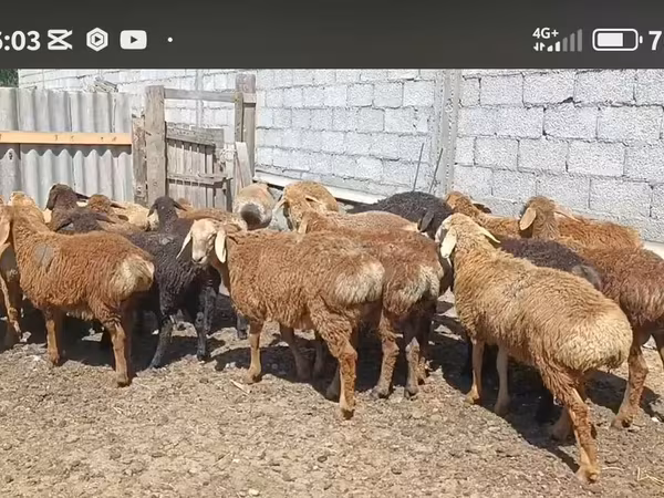 Қошқар, Kazakh fat-tailed coarsewool sheep