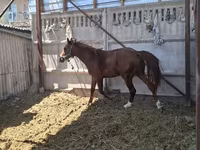 Horse (M), Arabian horse — photo 4