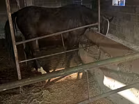 Бие, Friesian sport horse — 5-сурет
