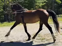Бие, Dutch warmblood horse — 8-сурет