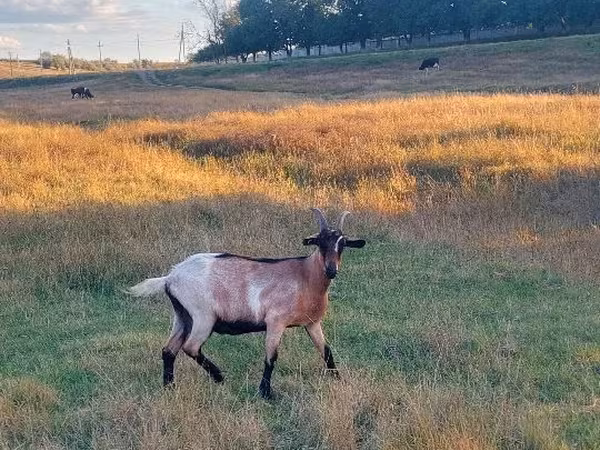 Ешкі, Ешкілер