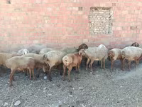 Ram, Arashan sheep — photo 8
