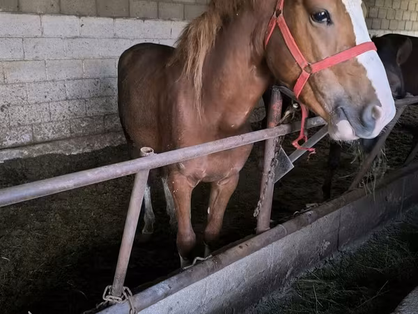 Caballo, Caballos — Kirguistán